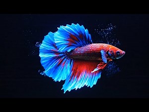 Amazing 3D Hologram Aquarium Fish | Colorful Tropical Fish in Holographic View