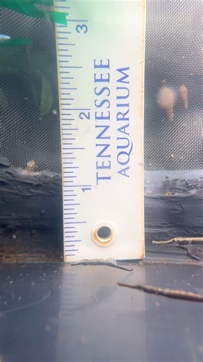 About a month ago, a male Long-mouth Freshwater Pipefish hatched a new brood of fry in our Rivers of the World gallery. Since then, these baby syngnathids have been steadily growing up in the safety of a home behind the scenes. They'll stay here until they've grown large enough to safely rejoin their parents in our Freshwater Pipefish exhibit. Until then, we're just going to be right over ... here ... watching and falling in love with them. Don't mind us. #babyanimals #pipefish #seahorses #aquar