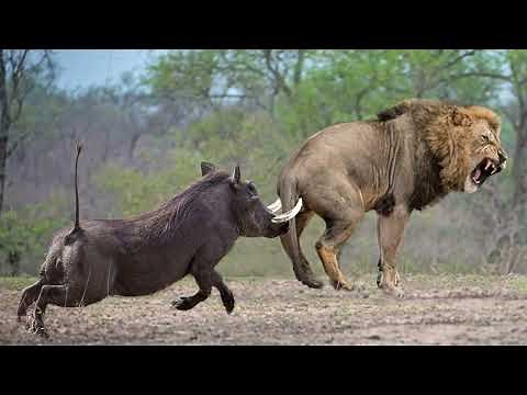 African Wildlife In Action! Warthog Tossing Male Lion To The Air To Save Baby - Tiger vs Porcupine