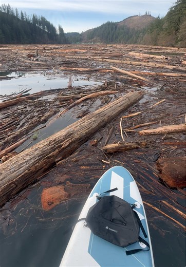 Log jam on the lake