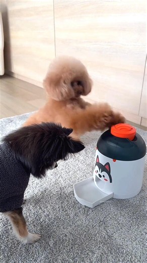 This Poodle Had To Pray For His Last Treat 😂🐶