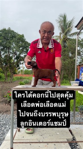 ความผูกพันที่ลึกซึ้งกับผู้เลี้ยง ไทยหลังอานสุนัขประจำชาติ