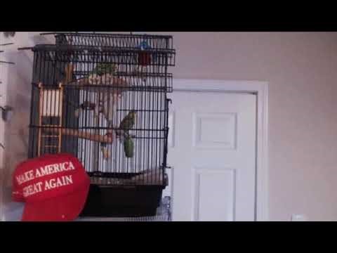 KERNEL PANIC -- War & news and info. #bird #ukrainewar #russianwar #livecameras #putin #war