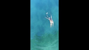 Hungry octopus chases crab around Sydney harbour