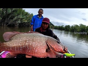 Saat Kondisi Begini Ikannya Tambah Agresif & Lebih Besar 🎣 Mancing Ikan Kakap Besar di Muara Sungai