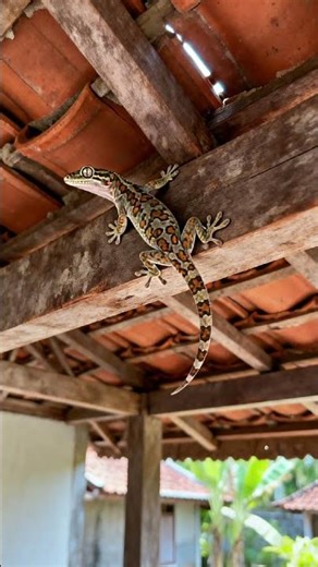 The Mysterious Sign Behind a Tokay Gecko Singing at Night.