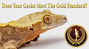 2.4K views · 36 reactions | Gold Standard Gecko Club is a...