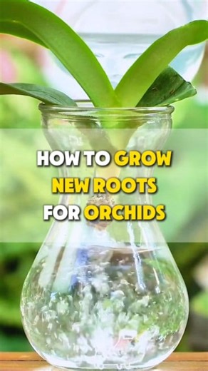 How to Grow New Roots for Your Orchid! 🌱 Trim & Clean Cut off rotten or dry roots. Soak in diluted hydrogen peroxide for 30 min, then air-dry for a day. 💧 Water Bath Place the orchid in a clear cup with water about 1 inch below the roots (don’t let them touch). 🌞 Care Keep in bright, indirect light and change water every 3 days. ⏳ Wait & Repot After ~1 month, new roots appear. When they’re 1 inch long (around 1.5 months), repot your orchid. #indoorplants #homegarden #plantcare #gardening #pla
