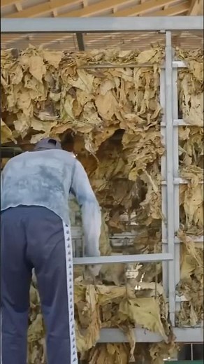 Tobacco Processing From Farm to Factory