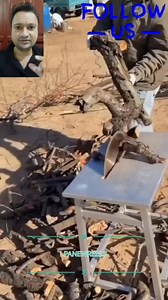 23K views · 11 reactions | CIRCULAR SAW MACHINE FOR CUTTING TREE BRANCHES ✅ #circular #sawmachine #cutting #trees #Branches #wood #woodsaw | Lpanew Reels | Facebook