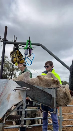 Managing Sheep for Grooming and Health Care on Farm