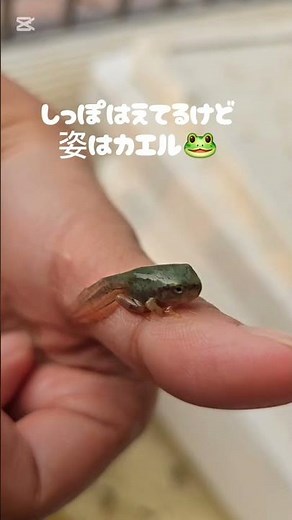 おたまじゃくしの成長記録😁卒業間近編🙂#おたまじゃくし #カエル #カエルの飼い方 #両生類 #ペット #飼育係 #おうちすいぞくかん #azoo