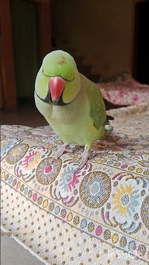 Sweetest voice of my cute green talking parrot #sweetvoice #cutepetbird #mycutegreentalkingparrot