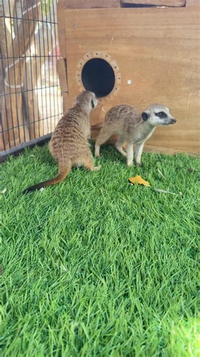 MEERKAT The meerkat or suricate is a small mongoose found in southern Africa.#thathagene | Ibrahim Farms