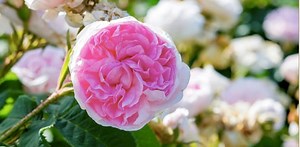 2025-2026 Viking Expeditions - Niagara & the Great Lakes Cruise