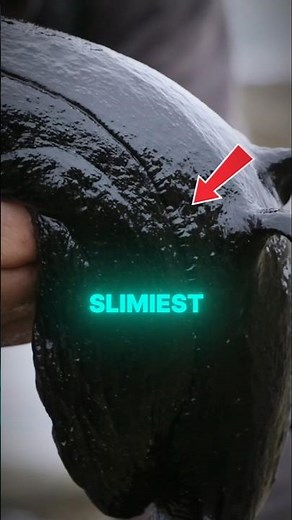 Top 5 Slimiest Animals That Will Blow Your Mind