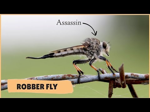 The BIGGEST FLY in America: Giant Prairie-Robber Fly || Assassin Fly