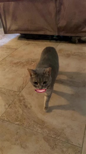 Murray (@donniemurray123)’s videos with Monkeys Spinning Monkeys - Kevin MacLeod & Kevin The Monkey