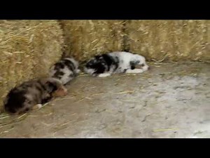Australian Shepherd Puppies For Sale
