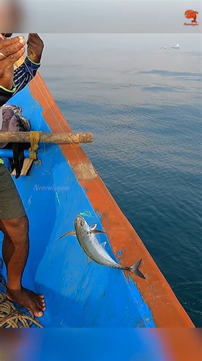 We Caught Horse Mackerel Using Sabiki Rigs as bait! #fishing #fishingvideos #fishingtime | Neerulagam
