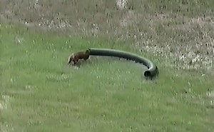 244K views · 421 shares | Dogs being weird compilation, that you dont wanna miss!!! | Animal Tales | Facebook