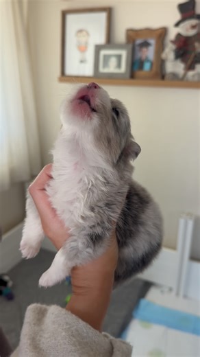 Mini Aussie Breeder on Instagram: "TINY BUT MIGHTY🗣️ miss sassy girl sounds like a little wolf with that howl!!🐺🩷 #miniaussiepuppy #howling #puppyhowl #legendsminiaussies"