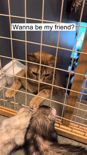 The ferrets are obsessed with the cats, the cats couldn’t care less. They want no part of the ferrets and typically run from the room as quickly as they can when they see them coming. Fortunately, the cats don’t try to hurt the ferrets, they never swat them or put their claws out, but knowing the cats aren’t ferret fans, I never leave them alone together. I know my ferrets and they can get a little wild sometimes. Lucy jumped on one of the cats back when she was a baby. She was only playing, but