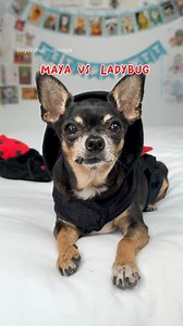 No teeth - all attitude 😆💪🐞 Ladybug is actually one of Maya’s nicknames 🥰 However looks like she’s not happy with competition 😅 She wants to be the only ladybug in the house 💪 Maya’s spark is definitely attacking squeaky toys with all her might and epic attitude 😉 It doesn’t matter that she has no teeth, she’s a tiny chihuahua lady who can still slay 👏🥰 Cedric showed up at the end to paw bump fur support of Mayas fierce performance 😆💪 Did you see her amazing jumps and flips? 🐞 She’s 