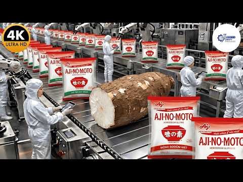 Inside the Giant Ajinomoto Factory: The Technology for Producing MSG from Cassava (Full Process)