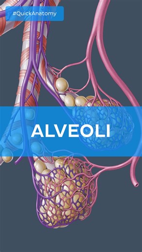 Kenhub | Learn anatomy and physiology 🧠 | Tiny but mighty: Let’s talk alveoli! 🫁✨ These little air sacs are where the real magic of gas exchange happens, and this quick video walks... | Instagram