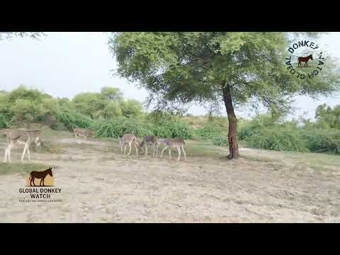 Wild Nature at Its Best! 🌵 Donkeys Mating & Kidding in Desert 🐴 #ViralVideo‪@GlobalDonkeyWatch999‬