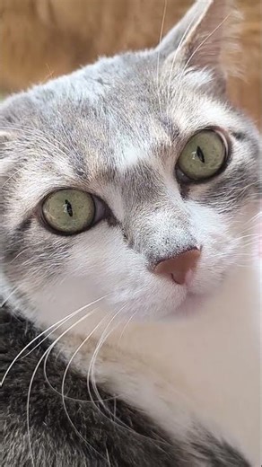 [Video opens with a talking cat plush, mouth animated] "...