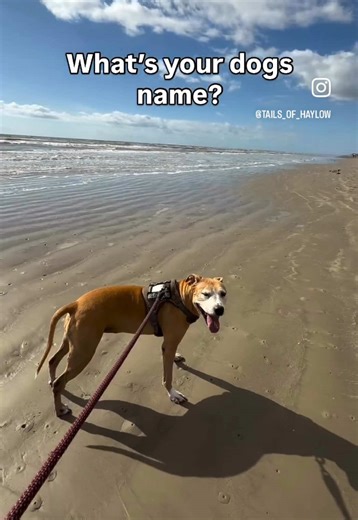 The Joys of Being a Dog Parent