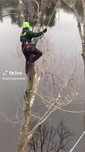 ##limbwalk #treecareamerica #treeclimbing #arborist #climber #treecutting #logger #treecareindustry #forestry #petzl #teufelberger #treesurgeon #sthil #trees #husqvarna #treework #fyp #redbull #rockclimbing