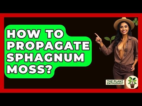 How To Propagate Sphagnum Moss? - The Plant Enthusiast