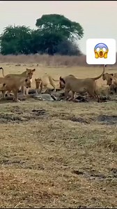 Lions vs crocodile #wildlifemagictv #wildlifemagic#wildlife#wild#life#nature#lion | Lion Life