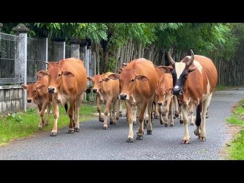 Cow Video – Herding Cows Back to the Barn in a Beautiful Natural Village | Cute Cow Mooing Sounds 🐮