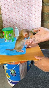 A648 | Baby Monkey Tiki