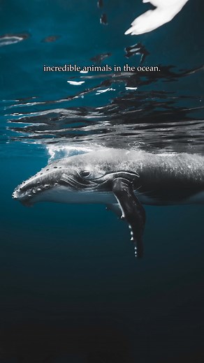 Daniel photographed exotic sea creatures for fun. Then he made a website to showcase his art, and found his career. See how. | Wix