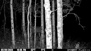 31 reactions · 10 comments | Creeping through the night... | SPYPOINT Trail Cameras | Facebook