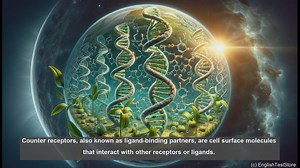 Counter receptor in biology