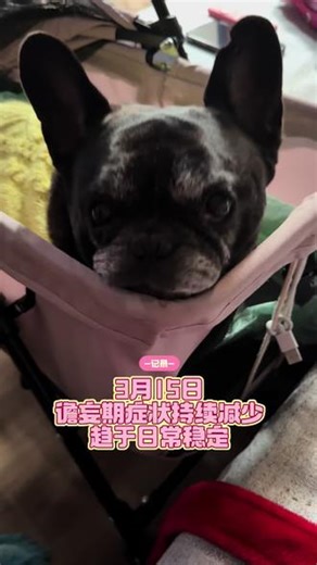 一只12.9岁脑瘤法斗的病情记录3月15日终于是熬到谵妄期的后期了关于谵妄期通常1–2天：最常见；3–5天：比较严重的情况；5–7天：少数病例Lambo很久才好转可能和1.连续癫痫发作2.MRI 显示右额叶占位（医生怀疑Glioma）3.刚开始使用抗癫痫药Phenobarbital 4.使用激素Prednisone这些都会让 神经系统恢复时间更长。谵妄期的症状通常是•打圈•撞墙•不认人•嚎