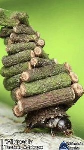 Bagworm moth larvae ati Caddisfly larvae | Science in Yoruba II