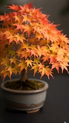 Japanese Maple Bonsai 🍁 | From Green to Red | 8 Second Timelapse
