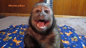 308K views · 897 reactions | MonkeyBoo throws a bedtime tantrum! ❤️ Tag someone who acts like this when they’re sleepy  (See who we tagged) 狼 . . . . . #monkey #monkeys #primate #primates #capuchin #monkeyboo #monkeyboocrew #funnyanimals #funnypets #cutepets #exoticpets #exoticanimals #petsofinsta #monkeysofinstagram #monkeyseemonkeydo #monkey #pouting #tantrum #crybaby #cutenessoverload #petsoftheday | MonkeyBoo | Facebook