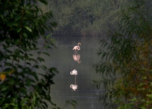 Flamingo visiting central Pa. injured in attack: Will its mate abandon it?