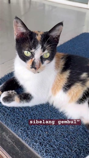 sibelang Gembul” #cat #imut #catvideos #catshorts #cute #funny #pets #kucing #kucinglucu #cats