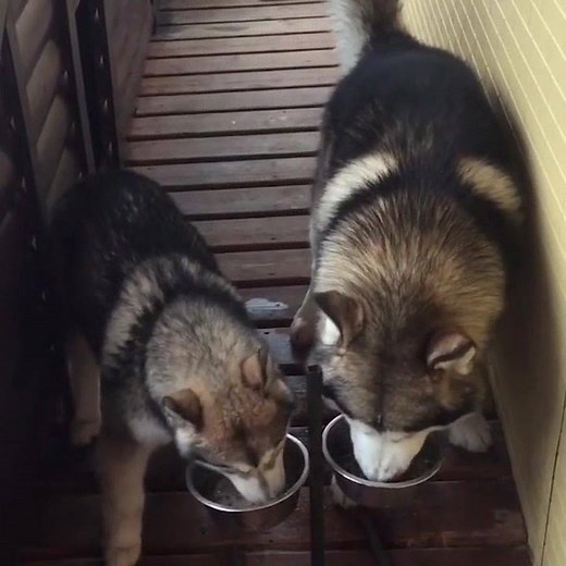 Alaskan Malamutes demonstrating a few of their finest qualities. ✓ Highly intelligent ✓ Learn quickly ✓ Strong-willed and self-confident with age Learn more: bit.ly/AKCAlaskanMalamute | American Kennel Club