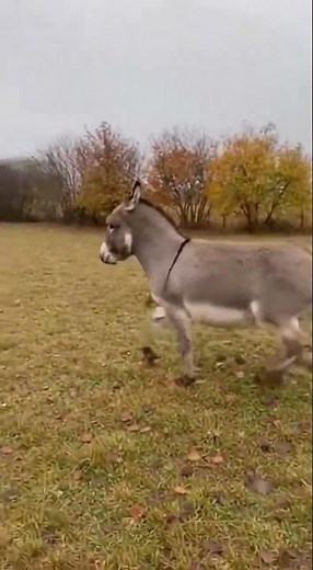 Guard donkey keeps calf safe by relentlessly attacking the invading predator