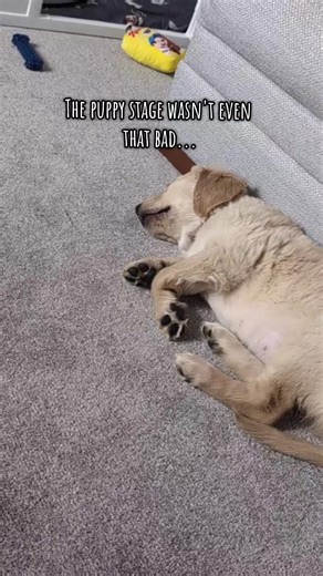 Daphne Dog the Golden Girl (@daphnedogthegoldengirl)’s videos with original sound - george.and.remi